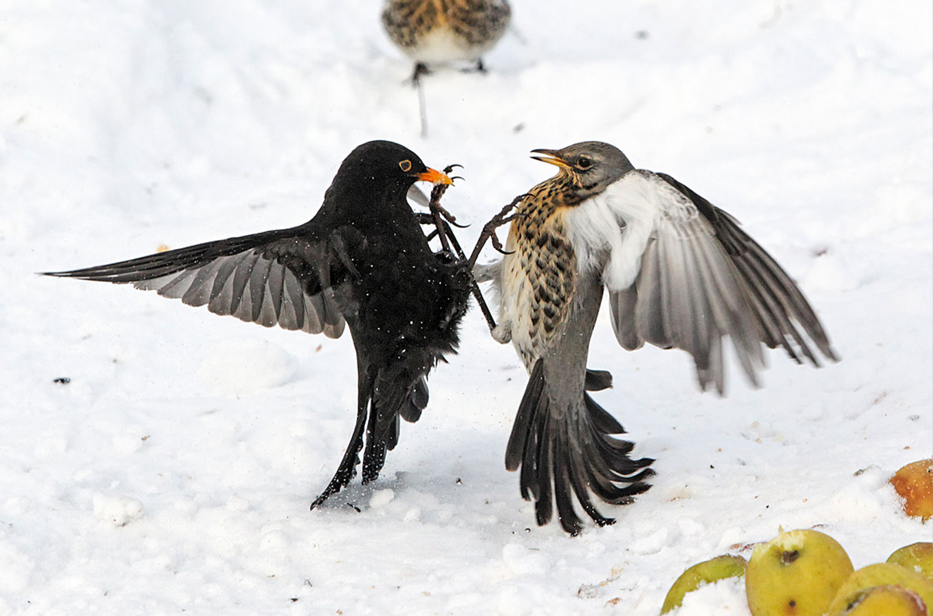 Great views of winter thrushes, a wildlife photographers guide