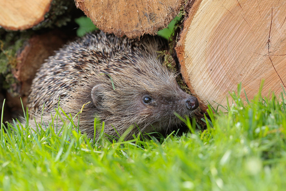 How to feed hedgehogs in your garden
