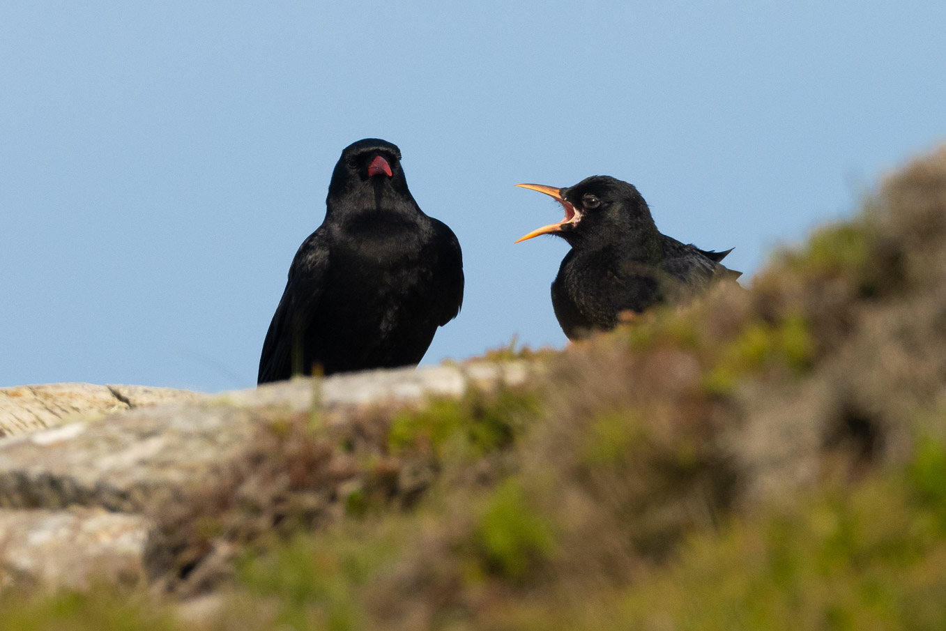 Chough-Feeding-Young