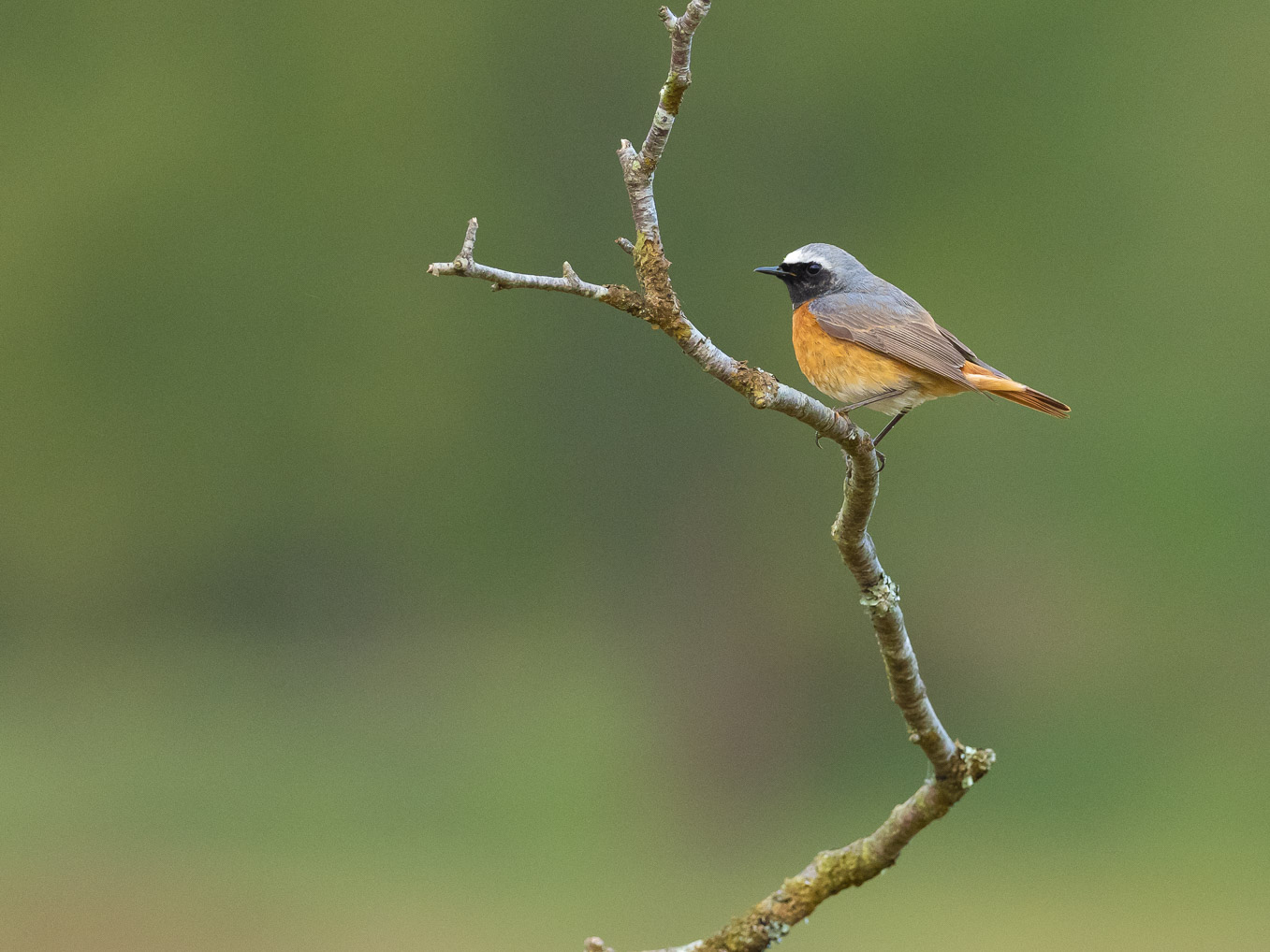 redstart