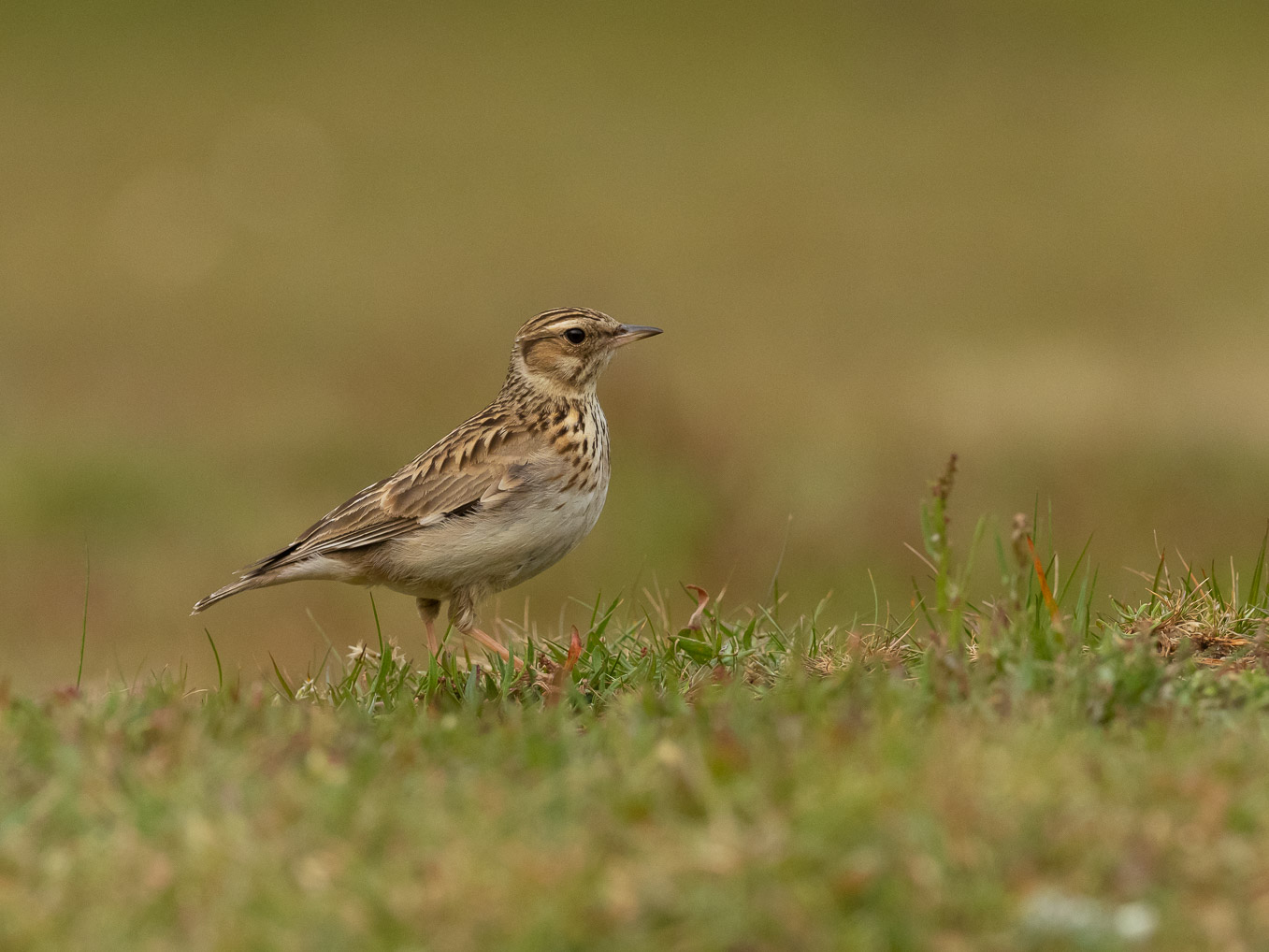 woodlark