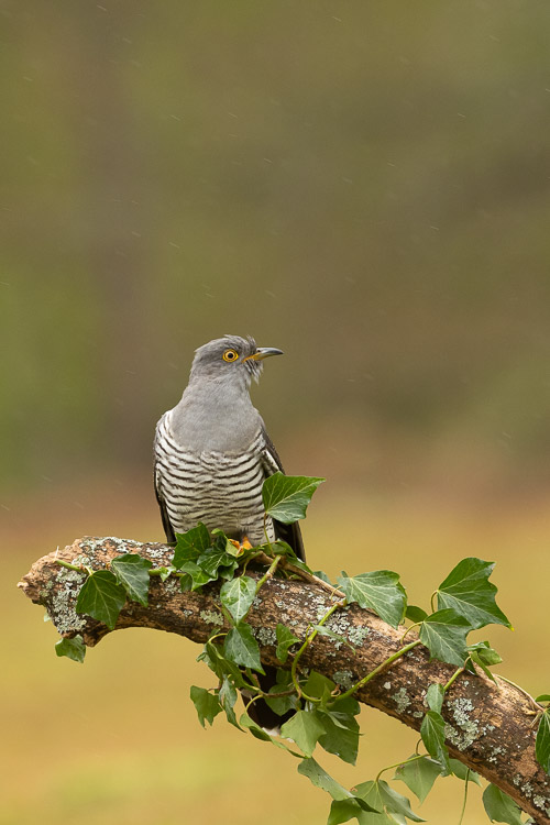 Cuckoo Portrait 2