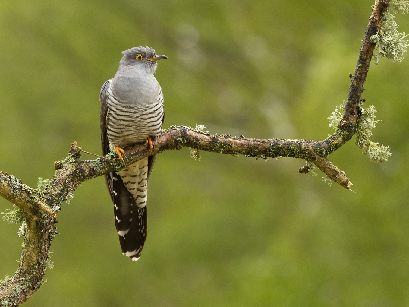 Cuckoo