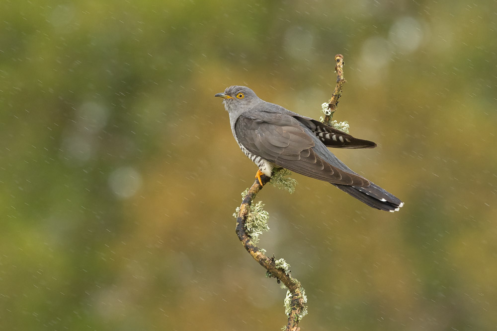 Photographing Colin the Cuckoo at Thursley Common