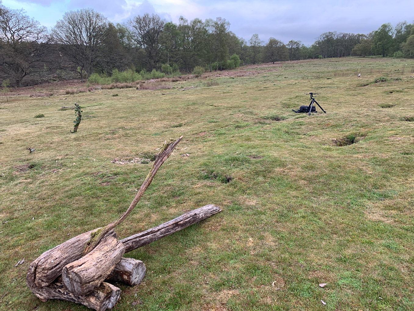 Thursley-perches