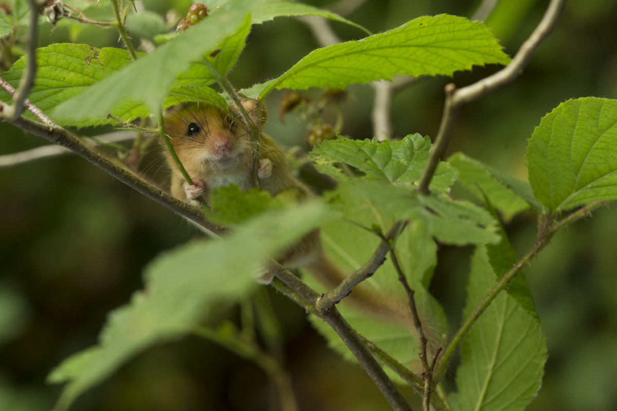 Dormouse In Bramble 1