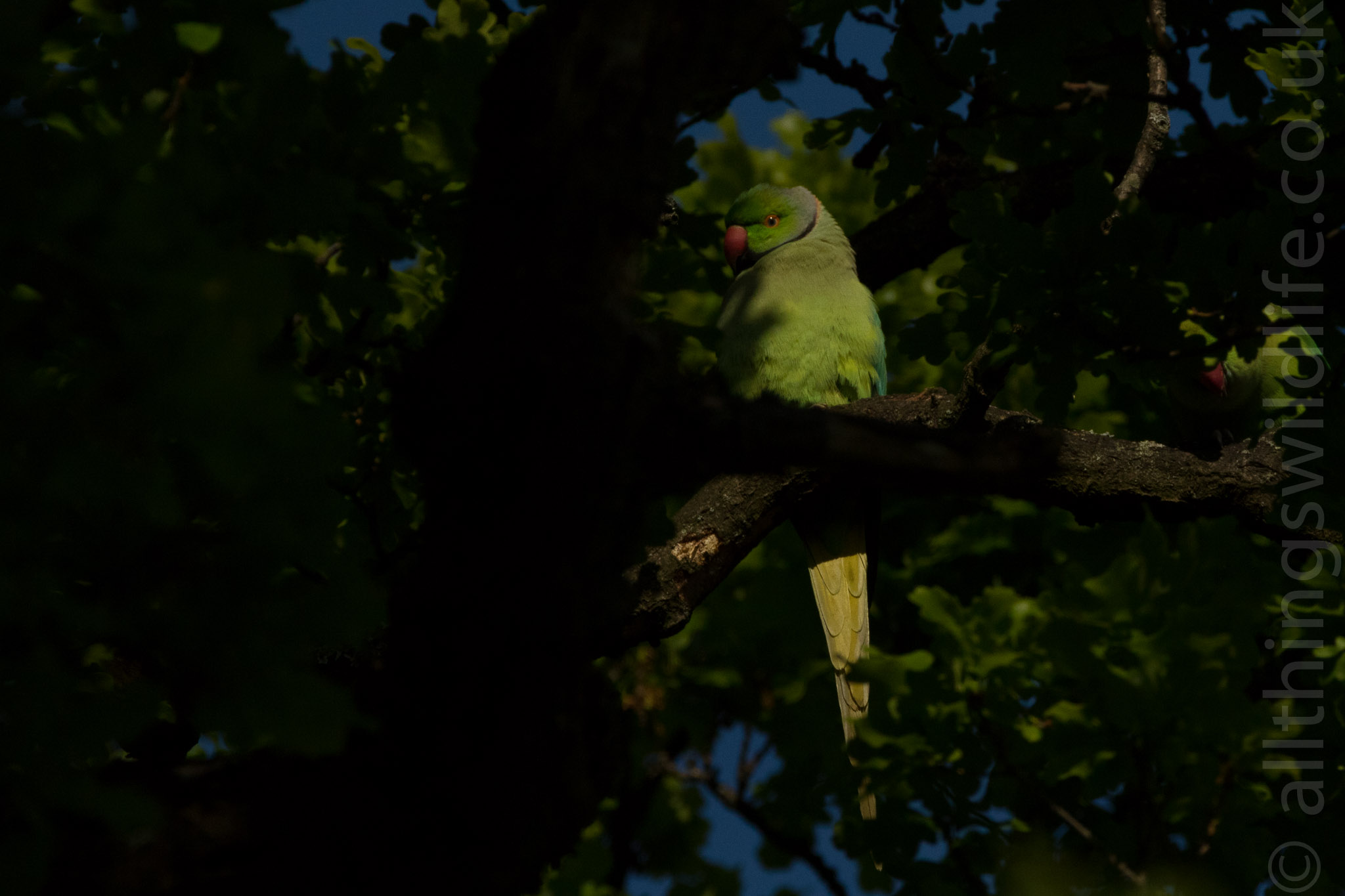 Parakeet