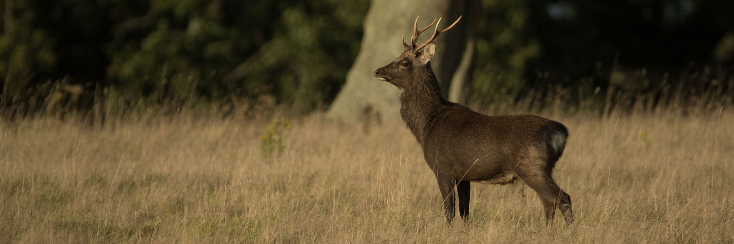 RSPB ARNE, PACKED WITH HEATHLAND WILDLIFE