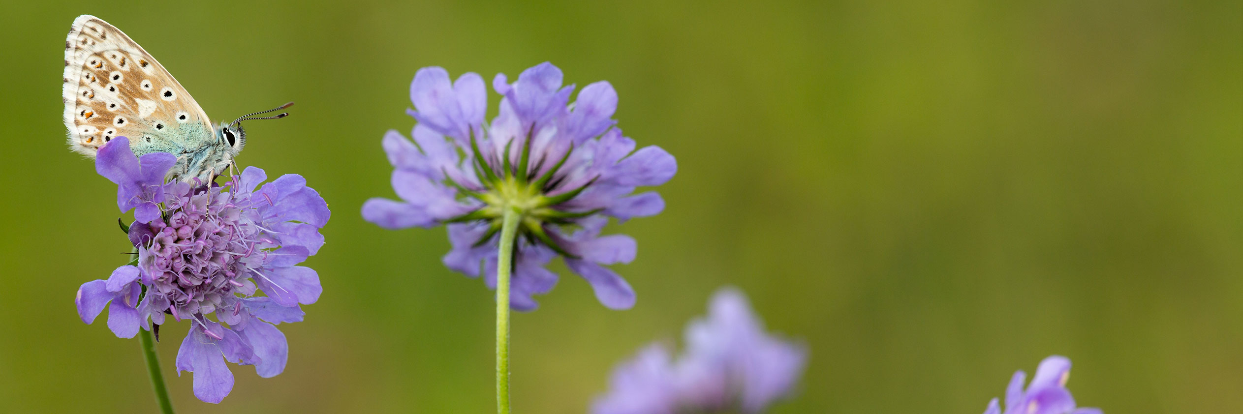 FINDING & PHOTOGRAPHING BUTTERFLIES