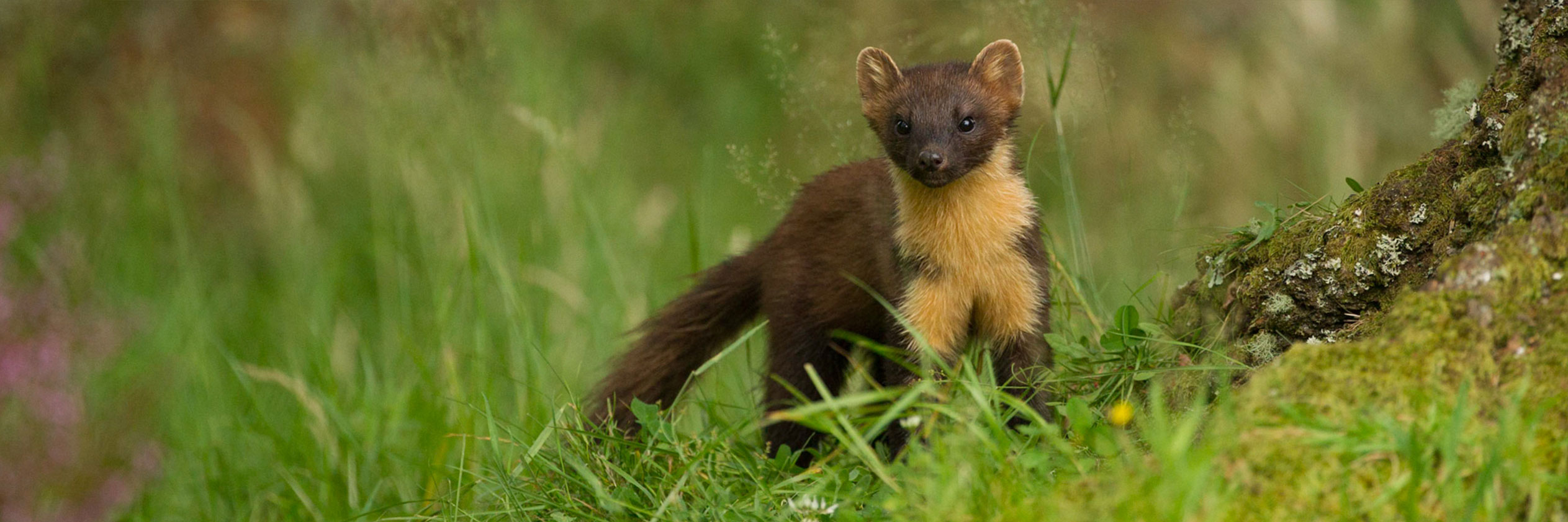 CATCHING UP WITH THE ELUSIVE PINE MARTEN