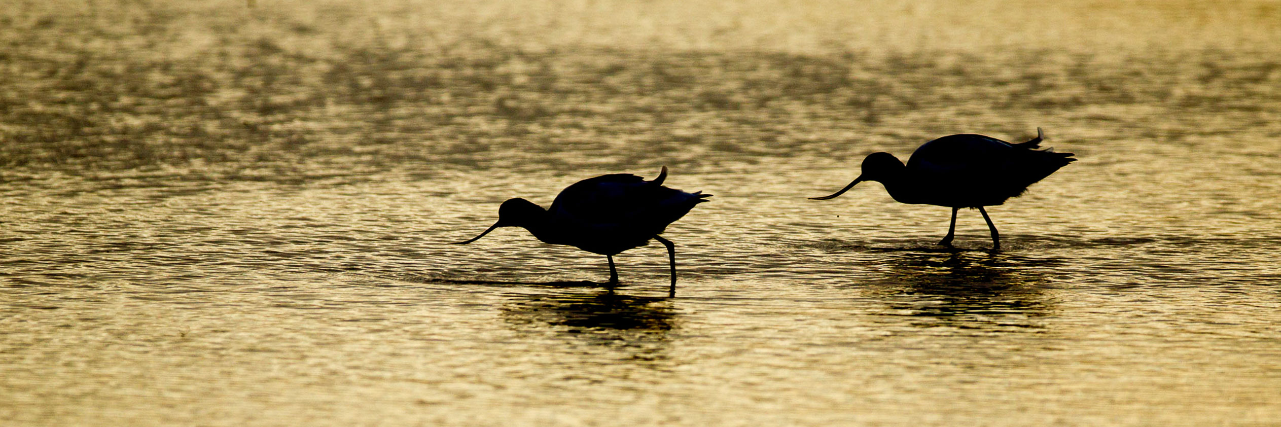 PHOTOGRAPHING WILDLIFE SILHOUETTES