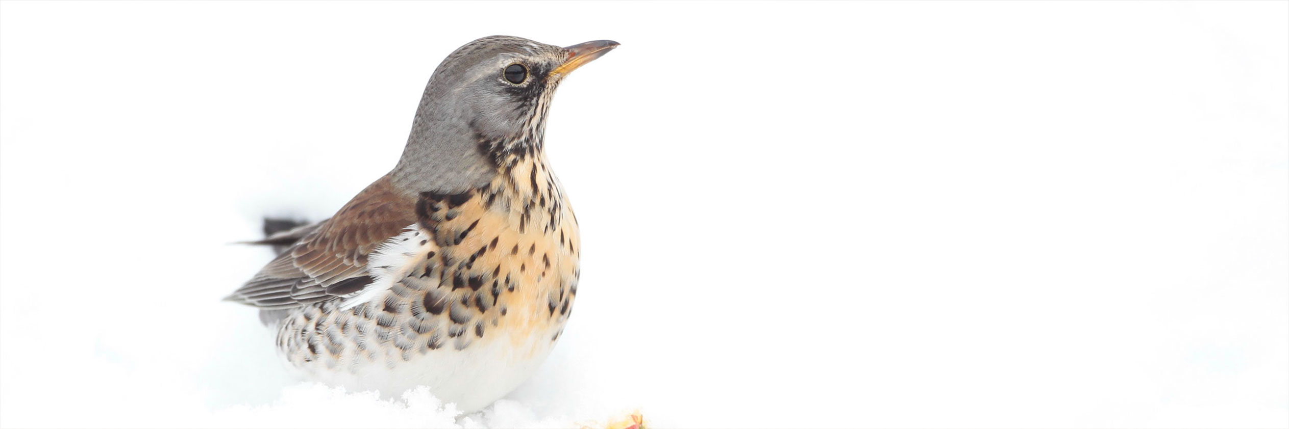 Great views of winter thrushes, a wildlife photographers guide