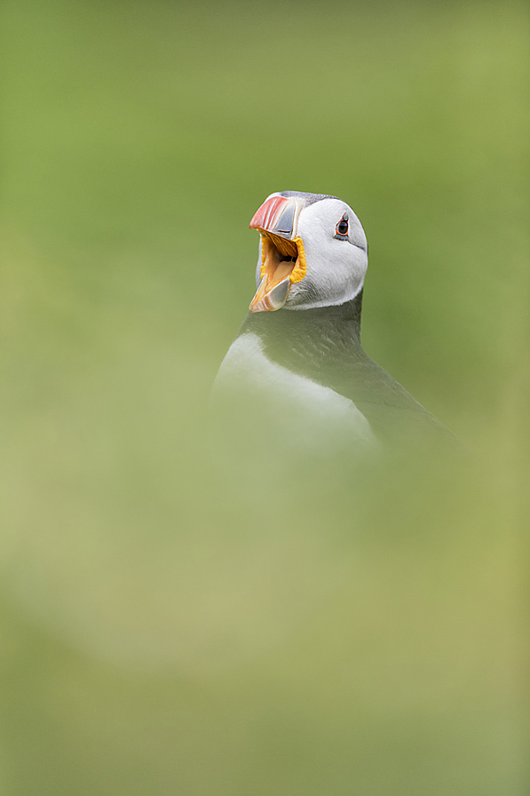 Atlantic Puffin IB07182671