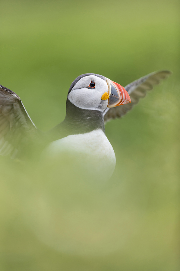 Atlantic Puffin IB07182709