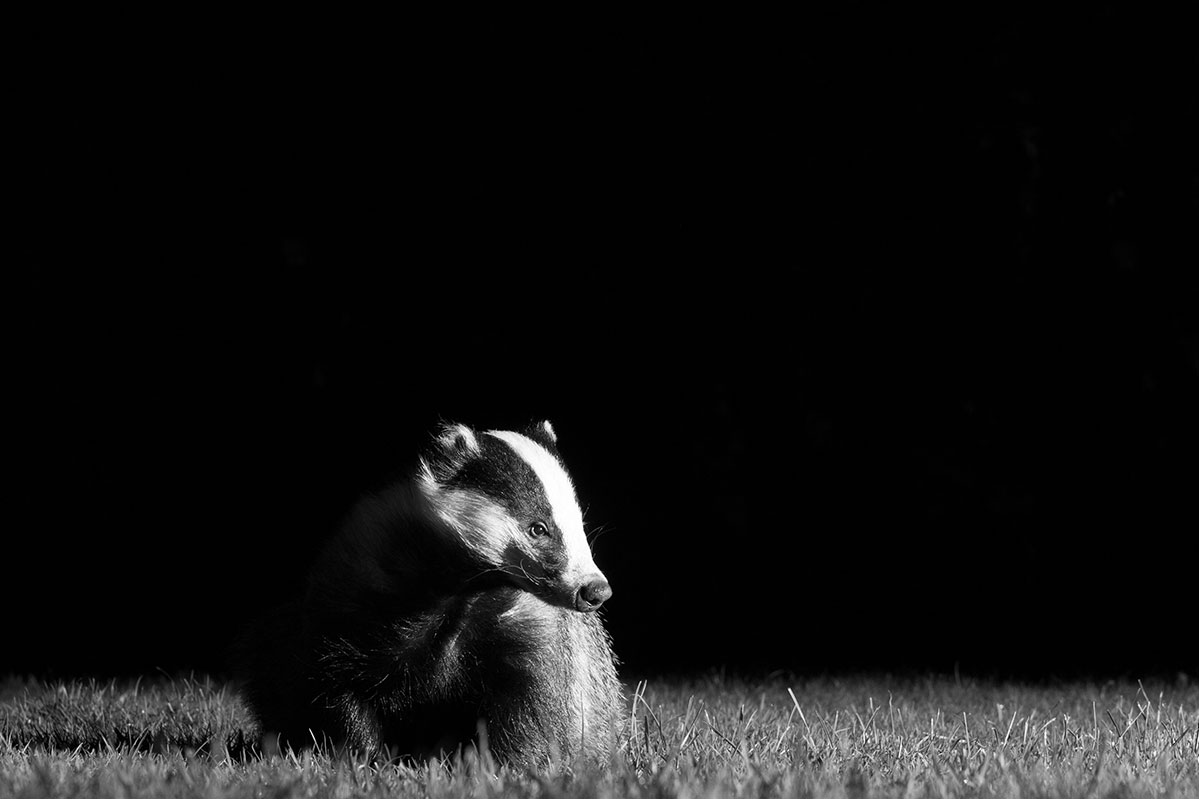 Badger01