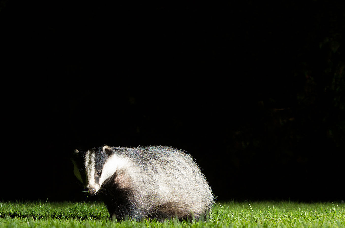 Badger2