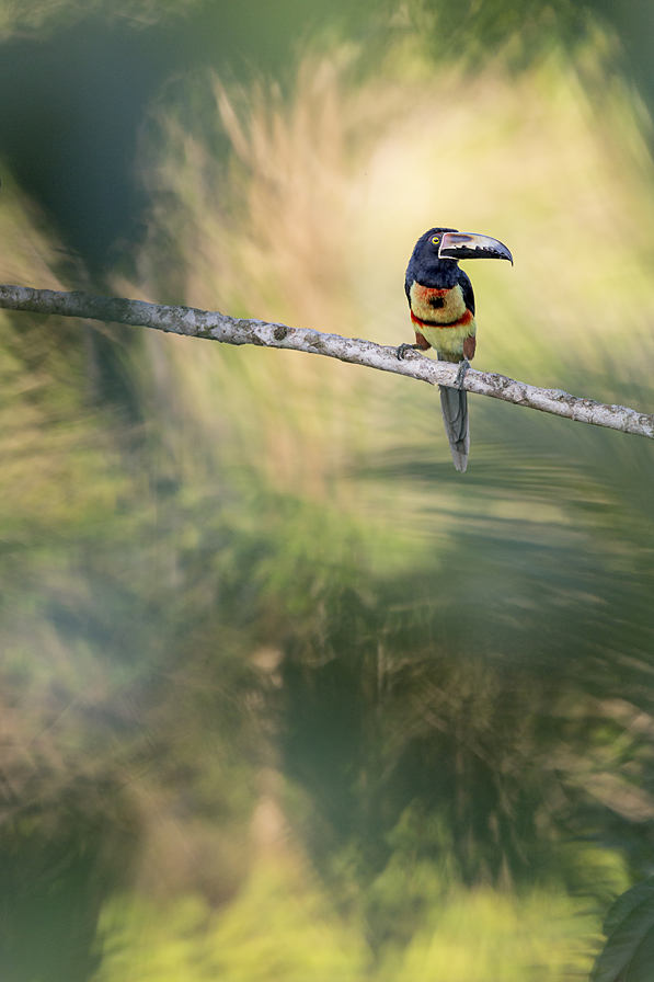 Collared Aracari 13369