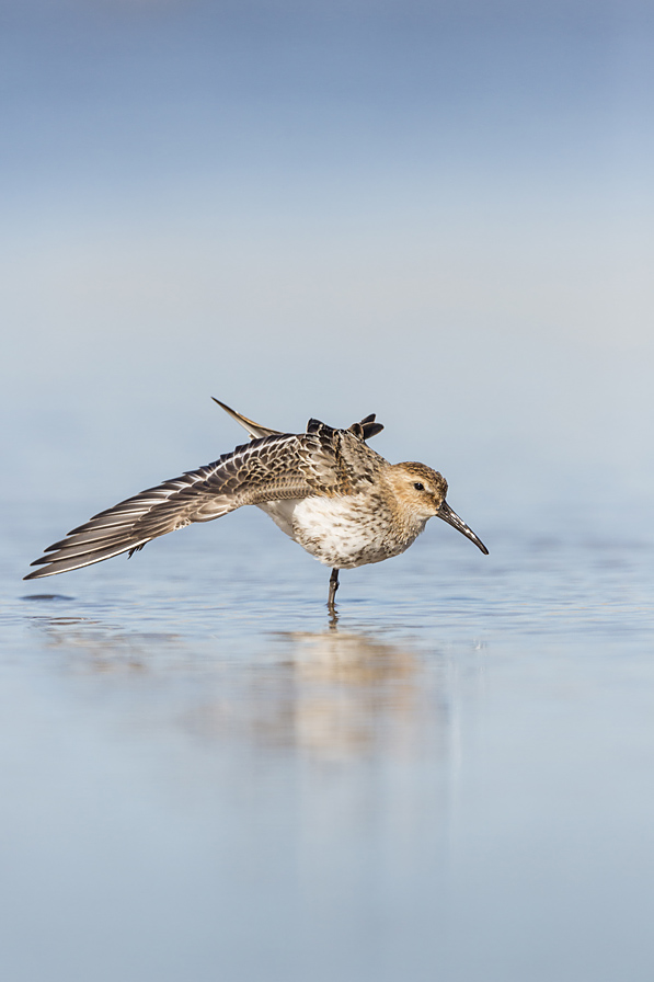 Dunlin IB09131885