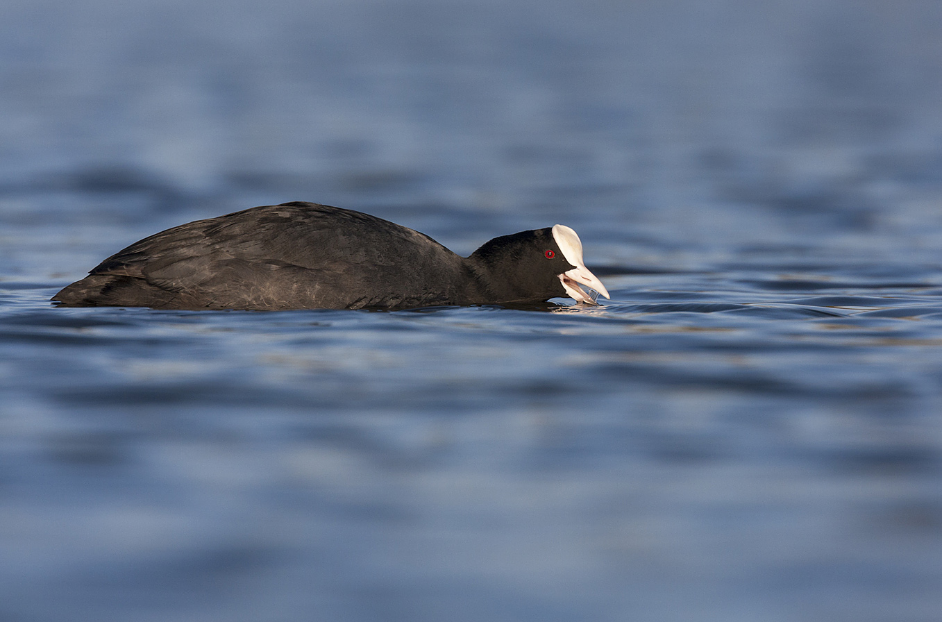 Eurasian Coot IB03108216