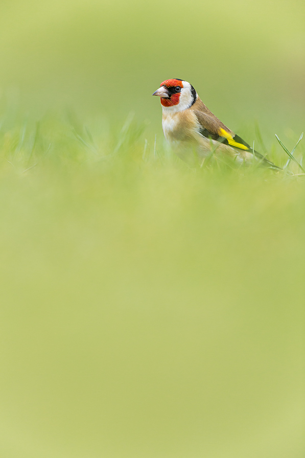 European Goldfinch IB03135250