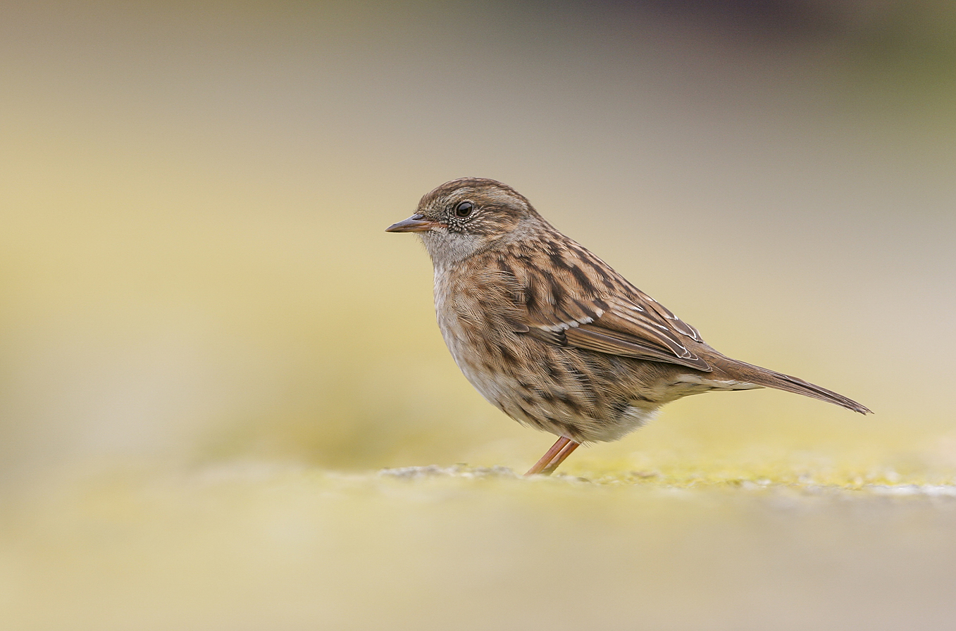 dunnock on sea wall