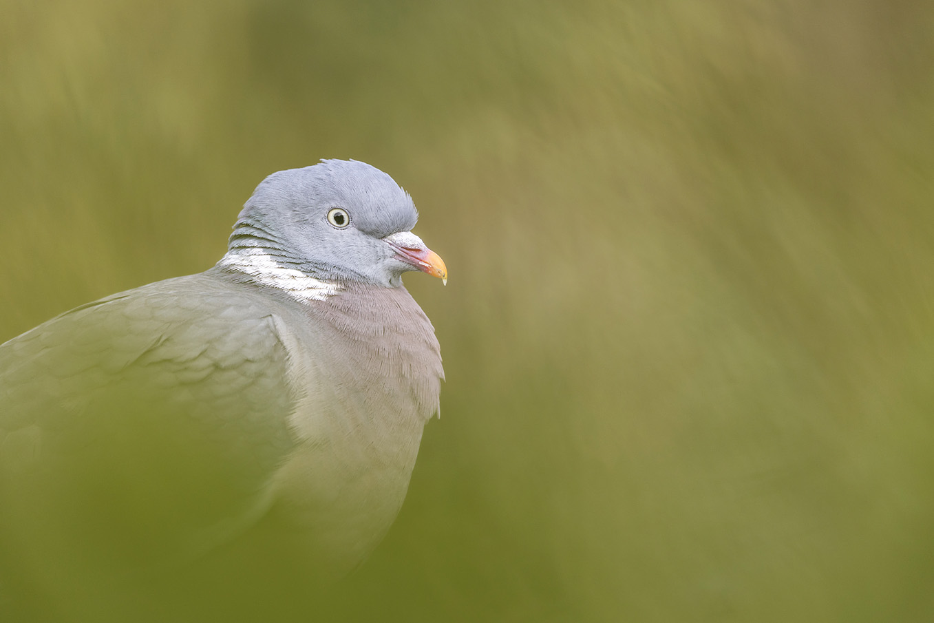 wood pigeon blur