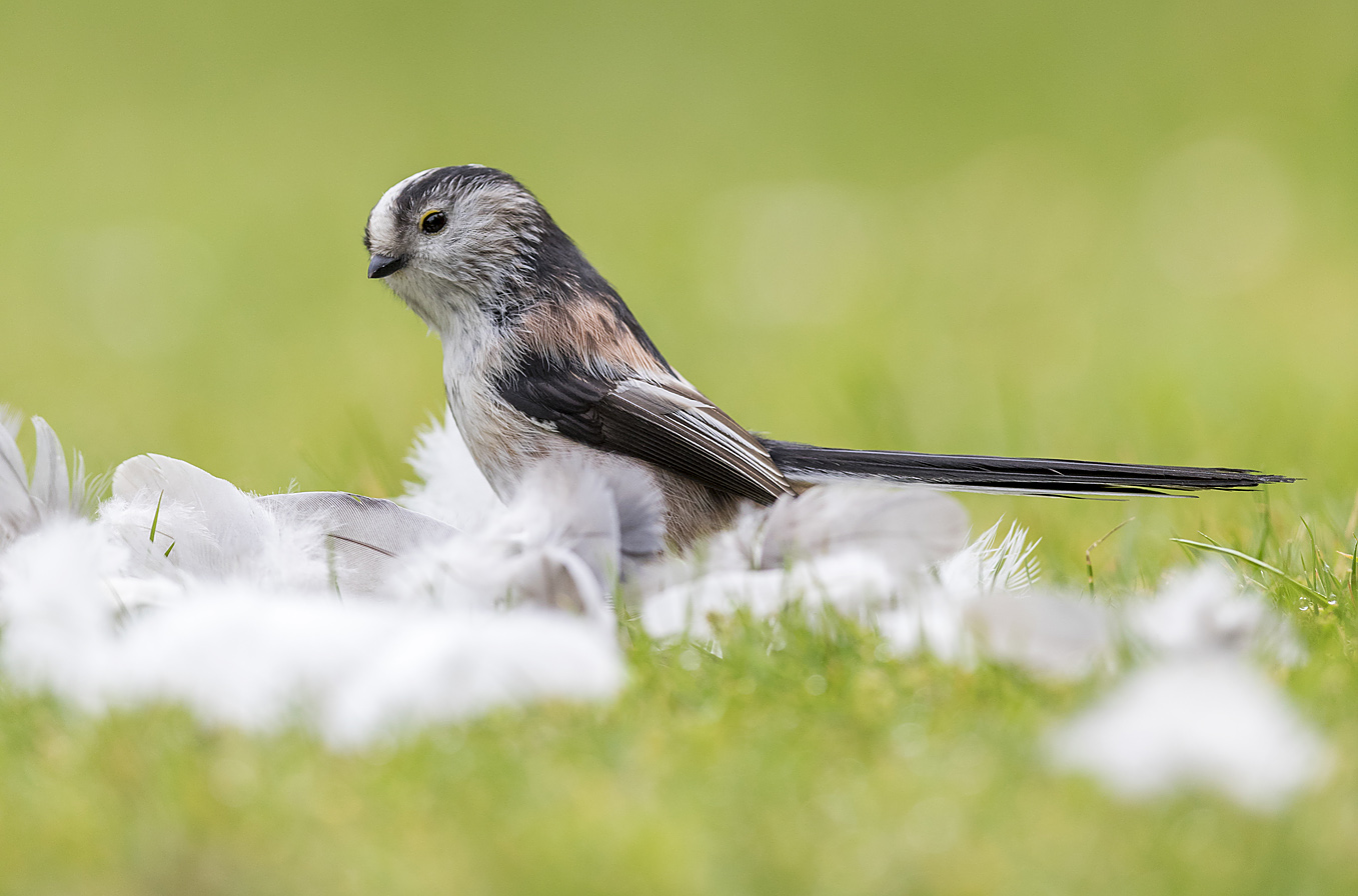 long-tailed tit blur