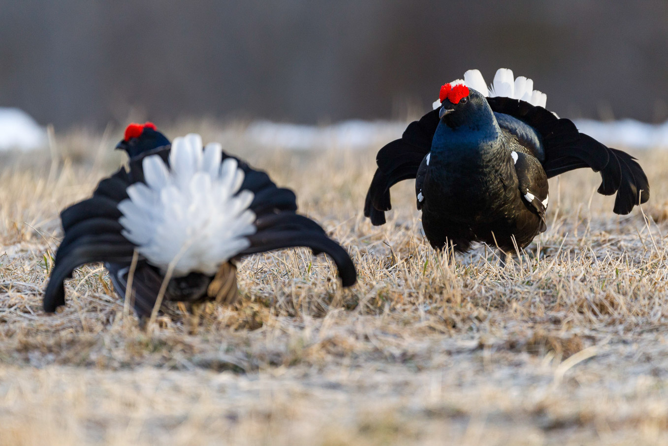 Black Grouse SI11486