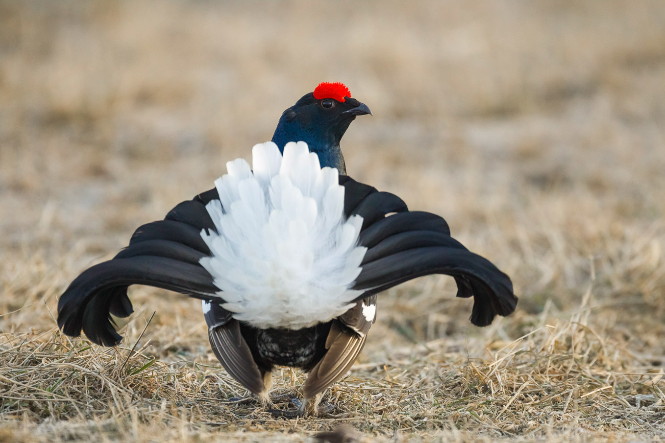 Black Grouse 2