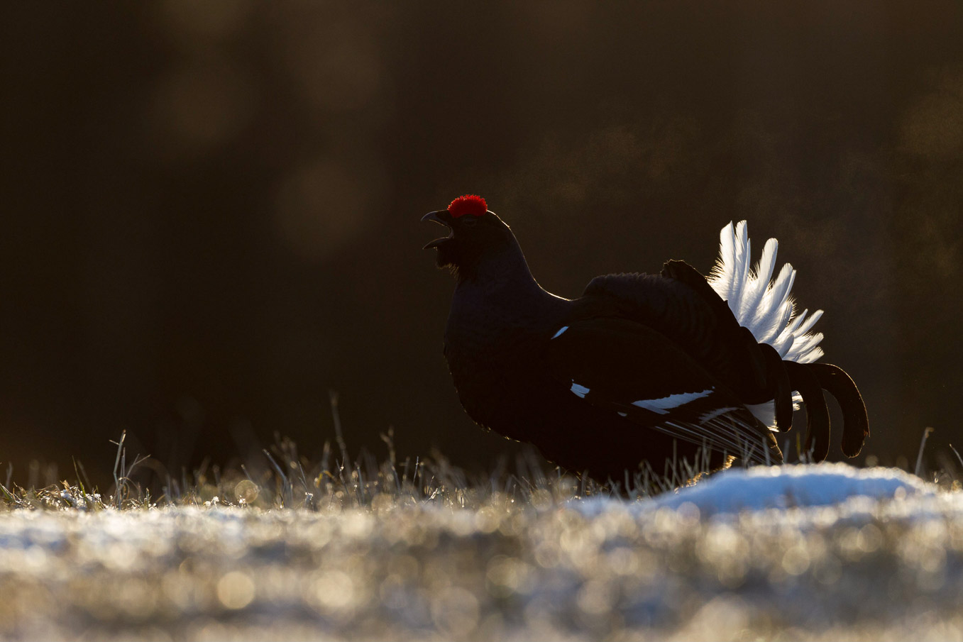 Black Grouse SI12366