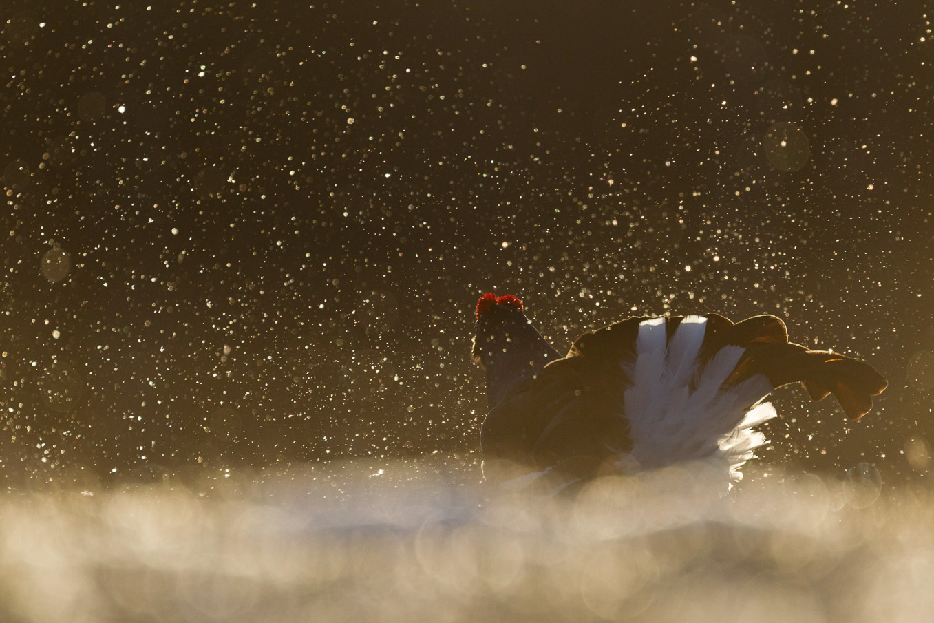 Black Grouse SI12414