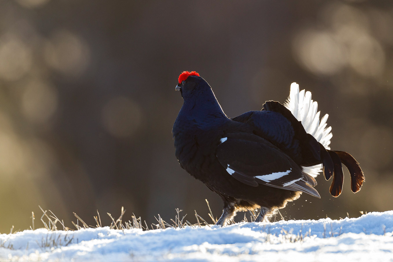 Black Grouse SI12465