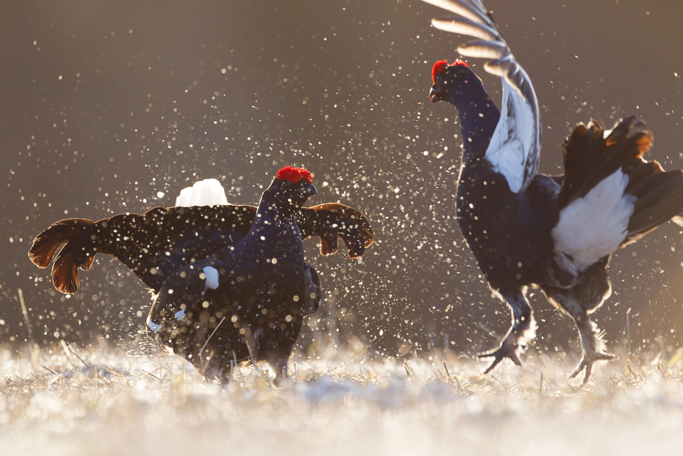 Black Grouse SI12478