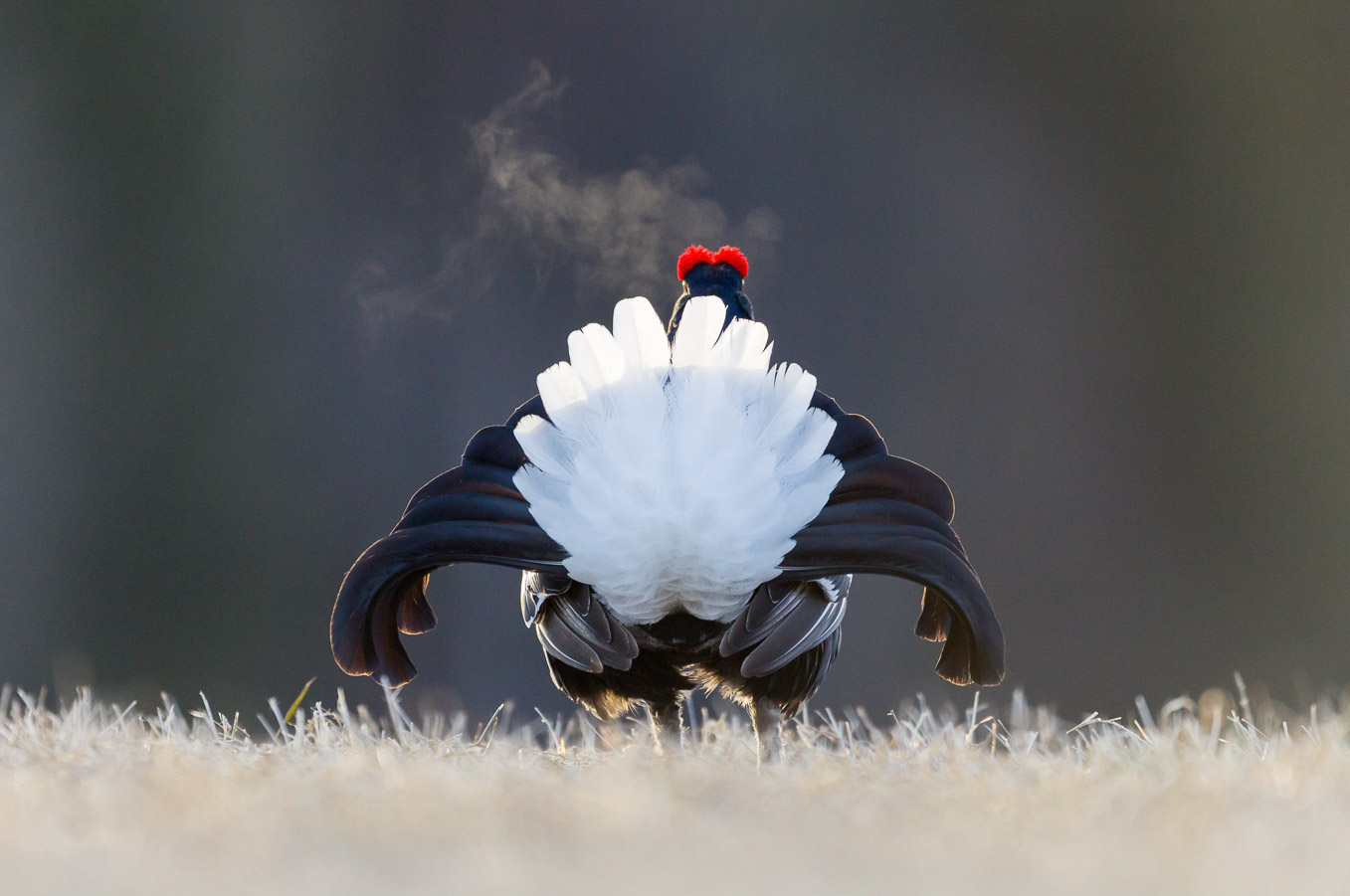 Black Grouse SI13718