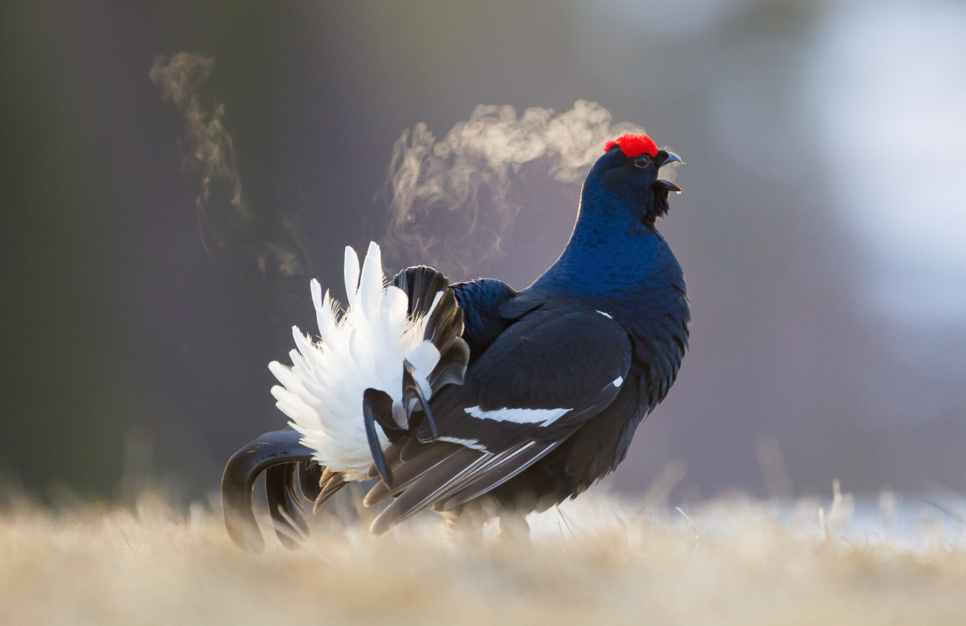 Black Grouse SI13772