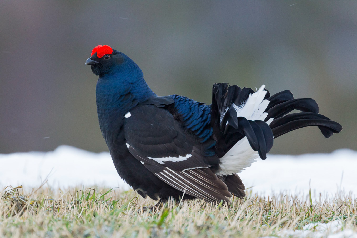 Black Grouse 1