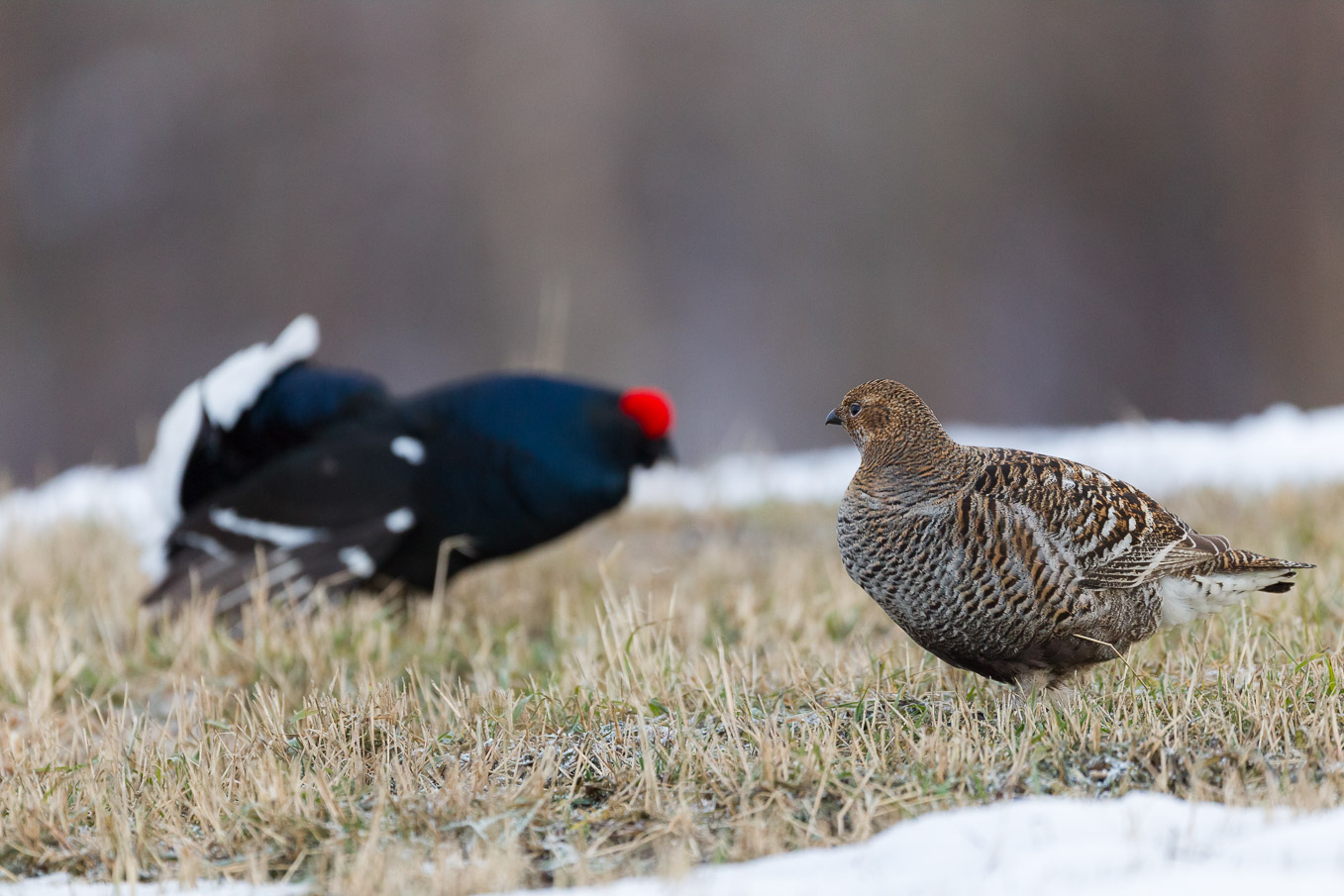 Black Grouse Grey Hen