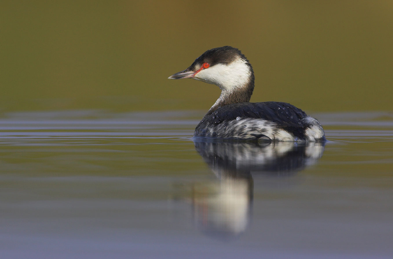 Slavonian Grebe