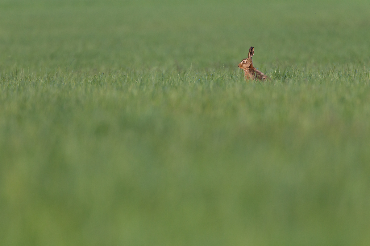 Creating foreground blur