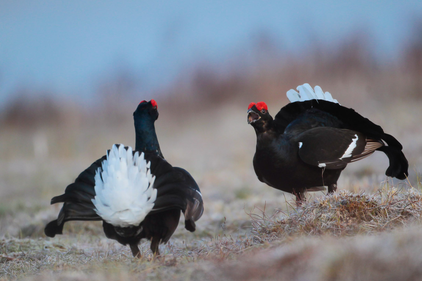 Black Grouse