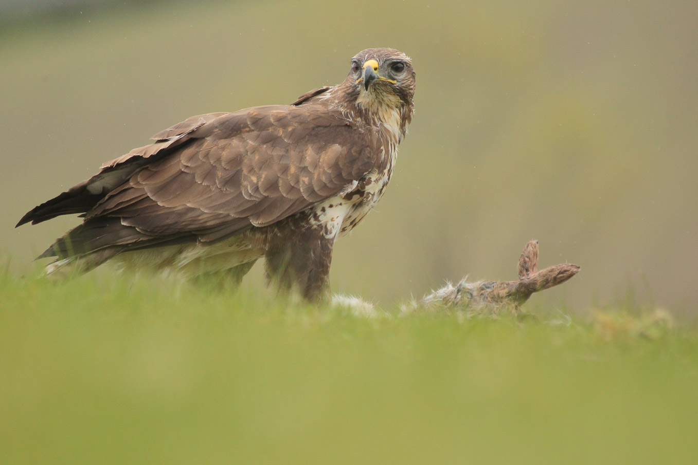 Buzzard Low 2