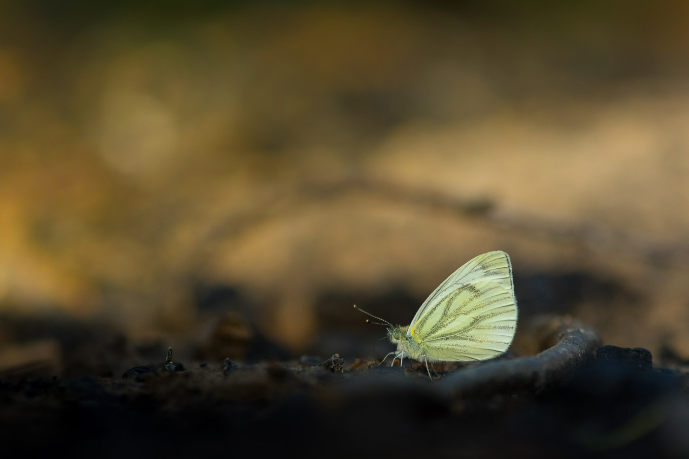 Green Viened White Low