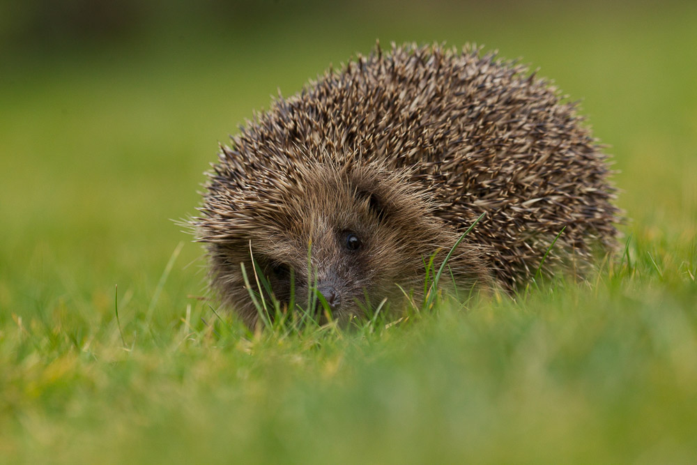 Getting down to raise the quality of your wildlife photography