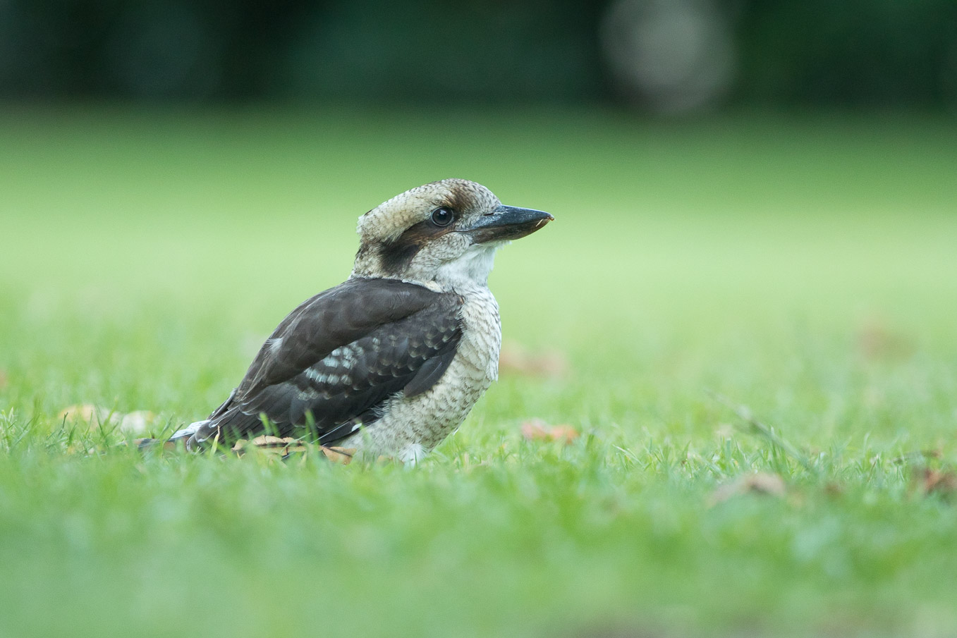 Kookaburrah Low 2