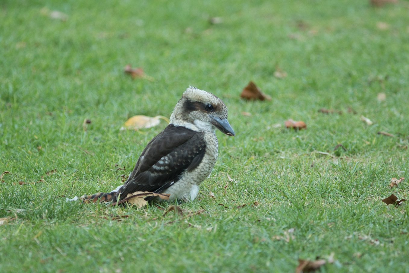 Kookaburrah Low