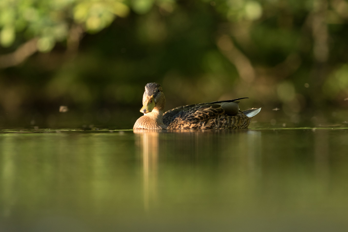 Mallard Low