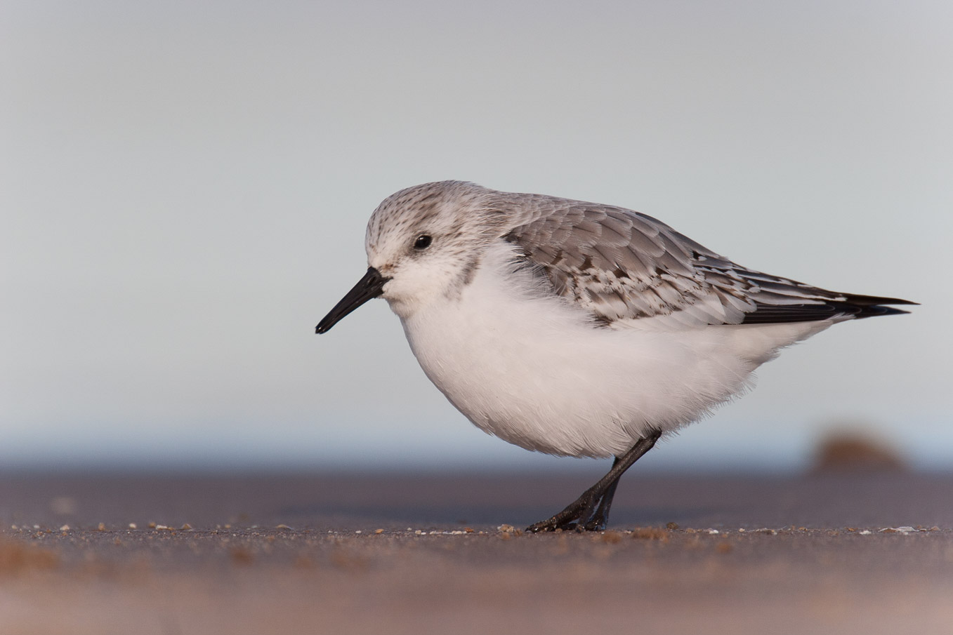 Sanderling