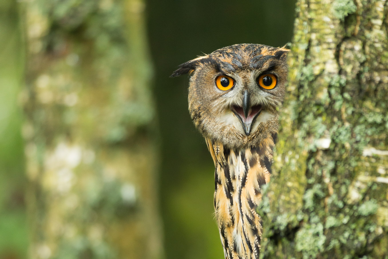 props/eurasian_eagle_owl_4SI0450.jpg