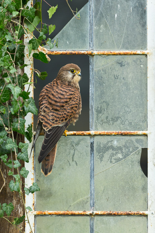 Kestrels Smaller 3 2