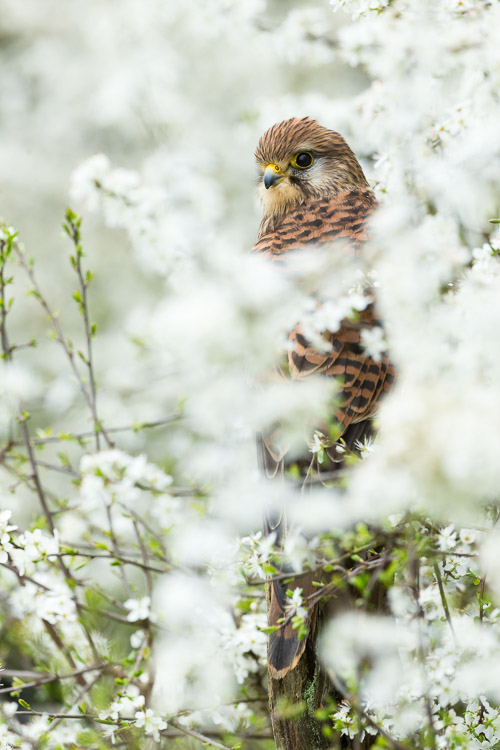 Kestrels Smaller 3